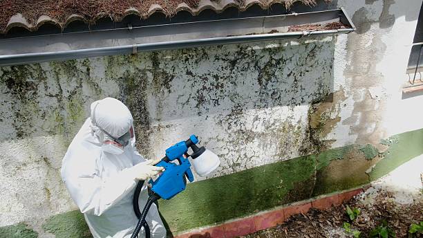Top rated local Crawl Space Mold Remediation specialists in Crystal Beach, FL